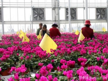 扬州高邮：每天发货30万株，花工厂绽放乡村振兴致富花