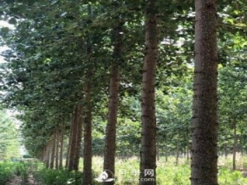 河南周口：培育出不飞絮的杨树新品种