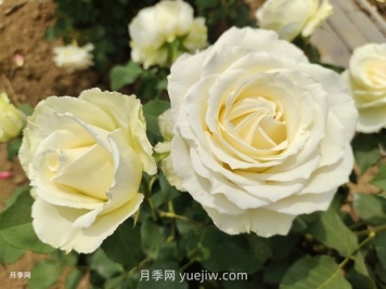 十一朵白玫瑰的花语和寓意